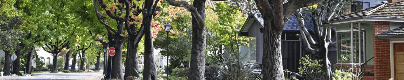 A residential street lined with trees and houses