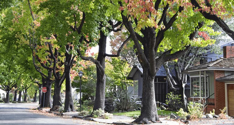 A residential street lined with trees and houses
