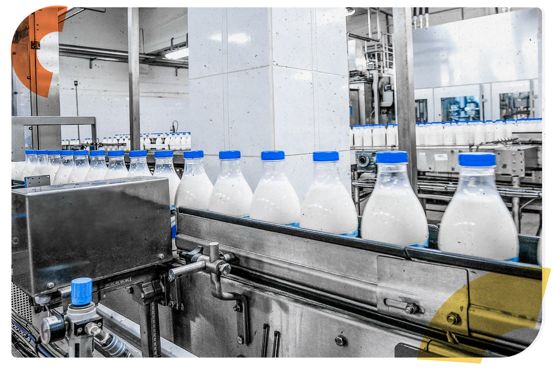 A dairy manufacturing facility with bottles of milk with blue caps on a conveyor belt